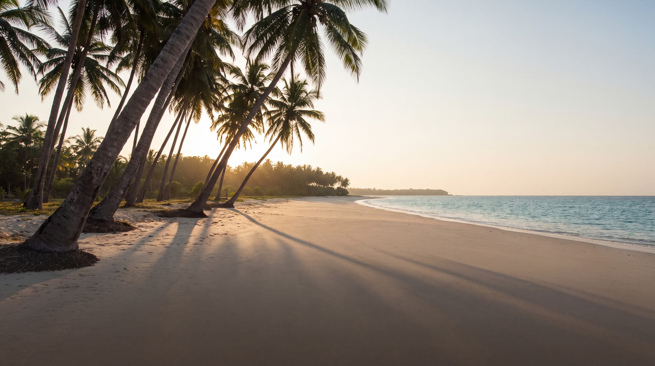 Sri Lanka's south coast at golden hour, palms leaning over an empty beach
