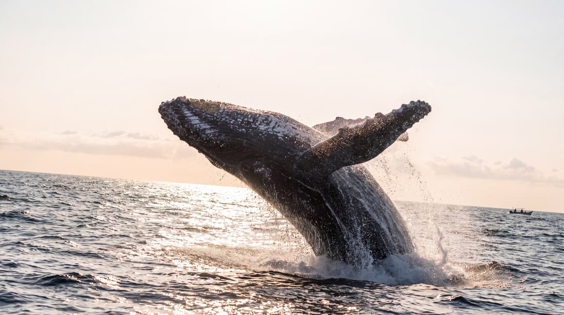 A humpback whale breaching at sunrise